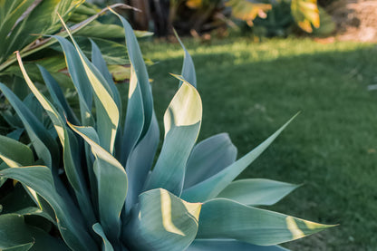 Blue Maguey Aloe Plant Seeds for Easy Planting