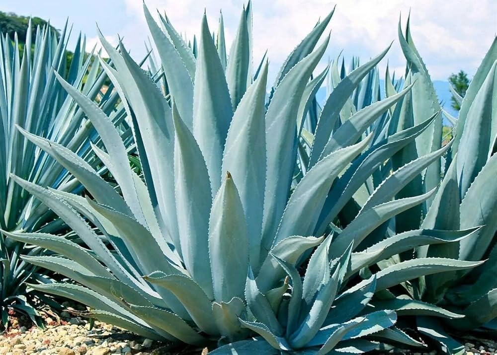Blue Maguey Aloe Plant Seeds For Easy Planting heirloom non-gmo organic garden seeds