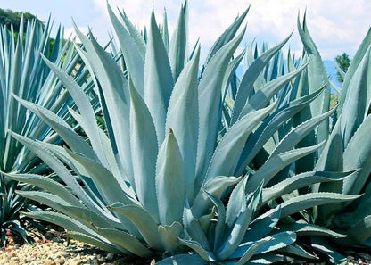 Blue Maguey Aloe Plant Seeds For Easy Planting heirloom non-gmo organic garden seeds