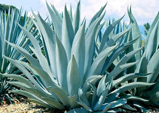 Blue Maguey Aloe Plant Seeds For Easy Planting heirloom non-gmo organic garden seeds