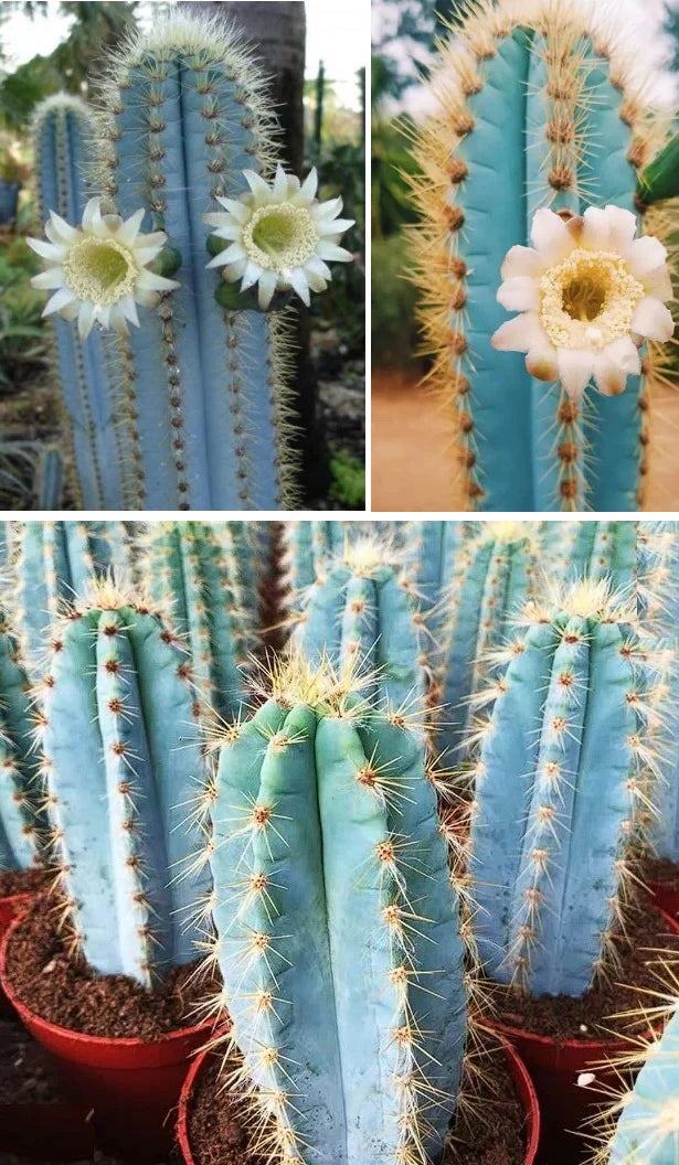 Blue Pilosocereus Pachycladus Planting Seeds heirloom non-gmo organic garden seeds