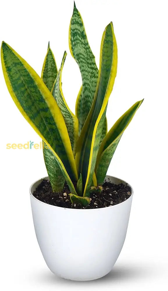 Blue Sansevieria Garden Plant Seeds For Planting – Germination heirloom non-gmo organic garden seeds