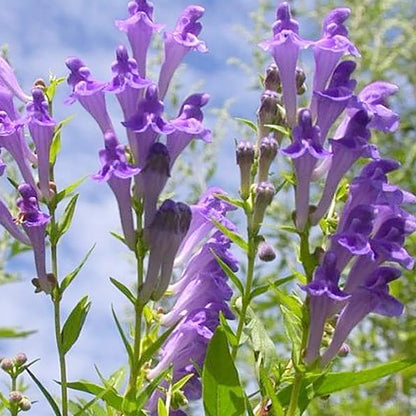 Blue Scutellaria Baicalensis Seeds for Planting