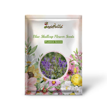 Blue Skullcap Flower Seeds for Planting