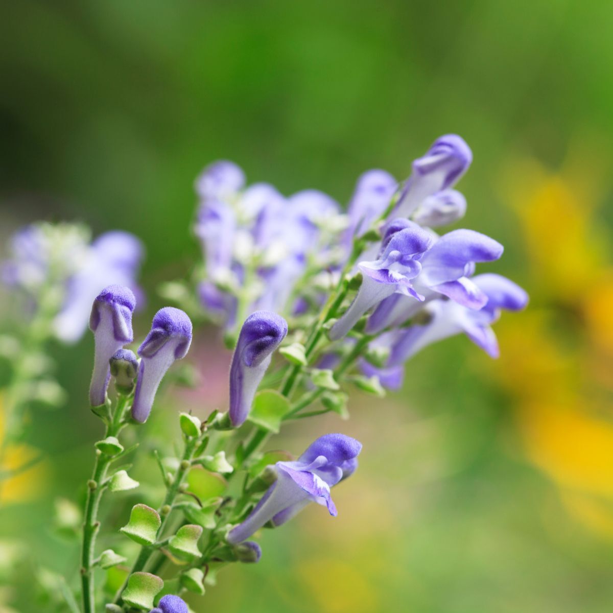 Blue Skullcap Flower Seeds for Planting