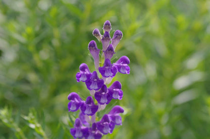 Blue Skullcap Flower Seeds for Planting
