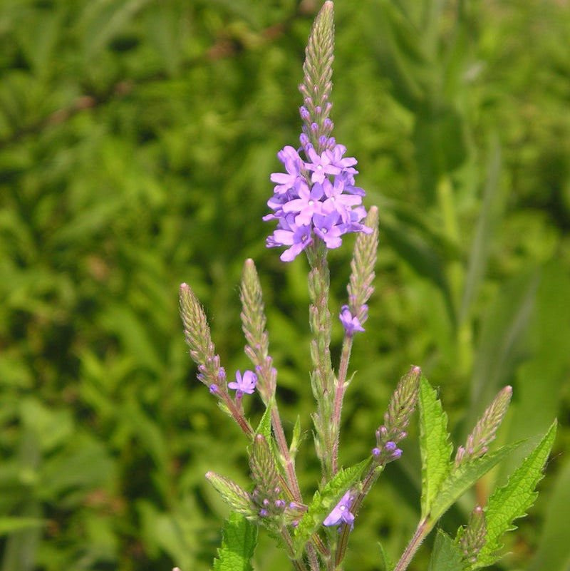 Blue Vervain Herb Seeds