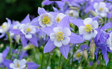 Rocky Mountain Columbine Flower Seeds