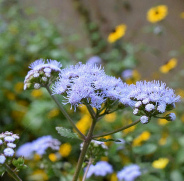 Blue Mist Hardy Ageratum Flower Seeds