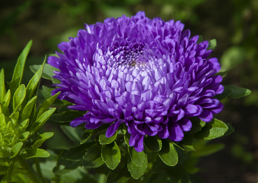 Aster 'Pompon Blue Moon' Flower Seeds