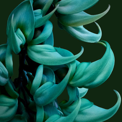 turquoise jade vine plant Jade Vine (Strongylodon macrobotrys) Flower Seeds for Planting – Heirl – Pure Asia Seeds
