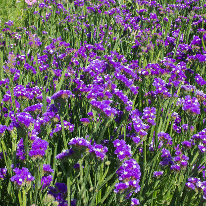 Blue River Statice Limonium Sinuatum Seeds
