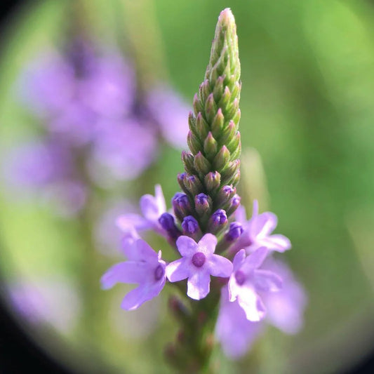 Blue Vervain Herb Seeds