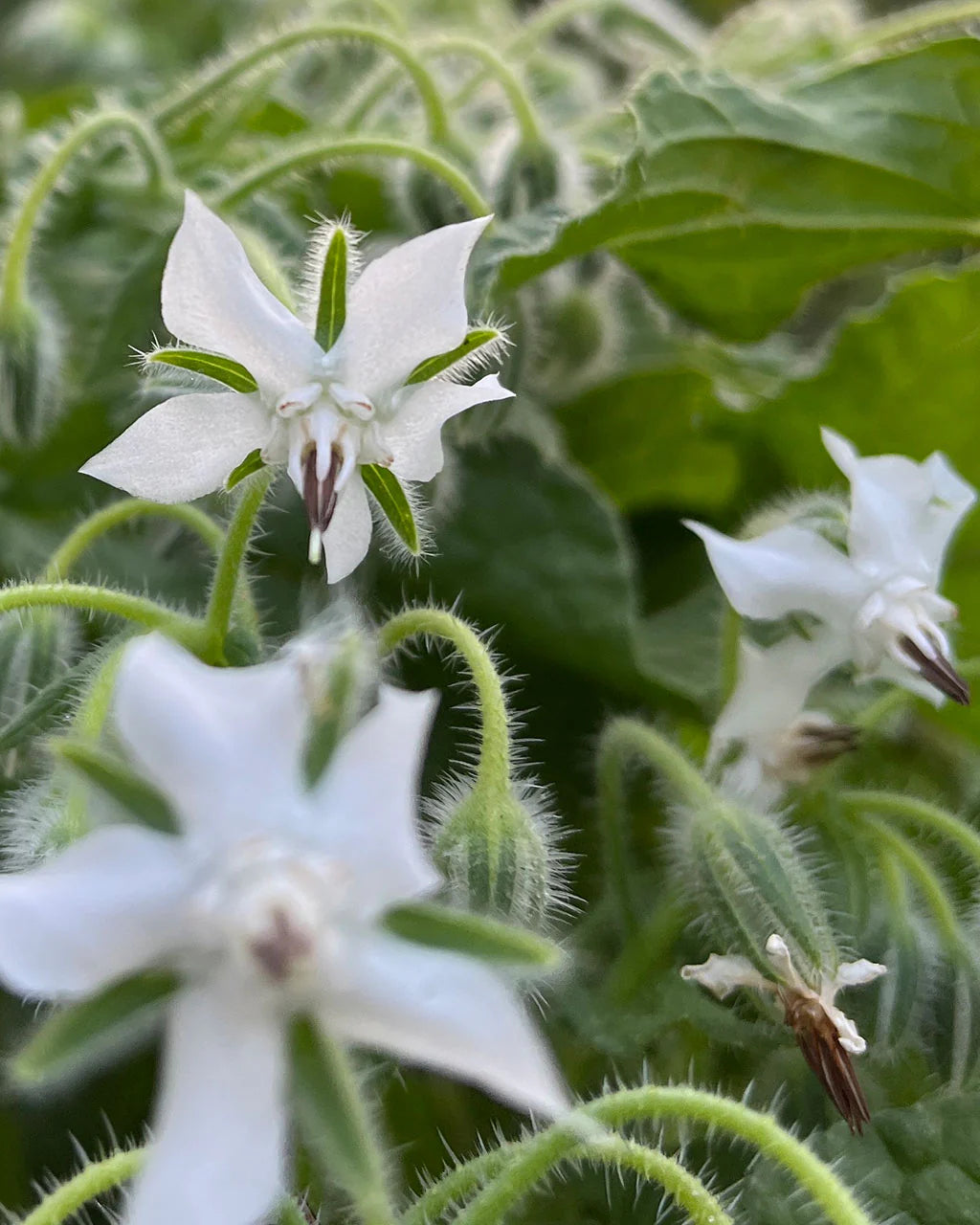 白いボリジの花の種まき用 - 庭の人気品種、伝統種で遺伝子組み換えなしの家庭菜園用種子