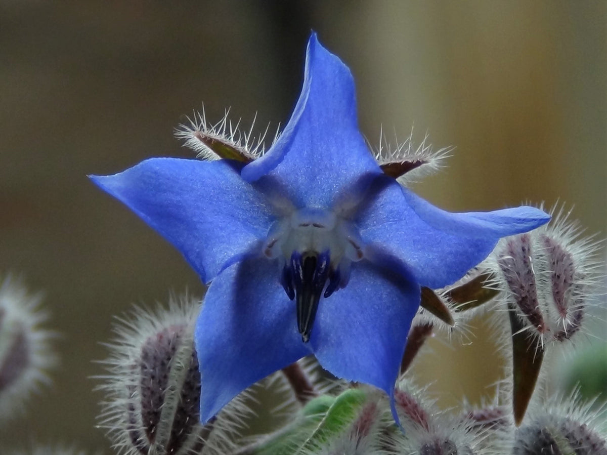 Borago Officinalis Flower seeds for Planting Vibrant Colors Heirloom & GMO Free Seeds for Home Garden 
 
 Sale for planting in home garden