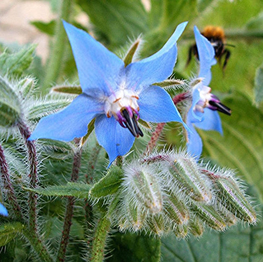 Borage Heirloom Non GMO Planting Flower seeds for Planting Perfect for Borders Heirloom & GMO Free Seeds for Home Garden
