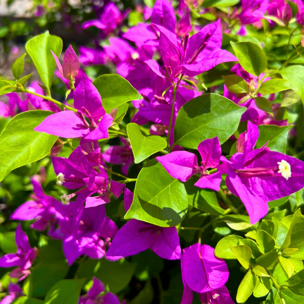 ブーゲンビリアの花の種 – Pure Asia Seeds