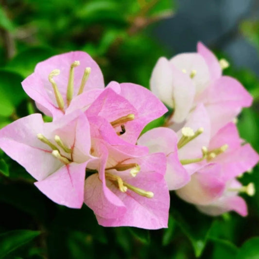 Light Pink Bougainvillea Flower Seeds