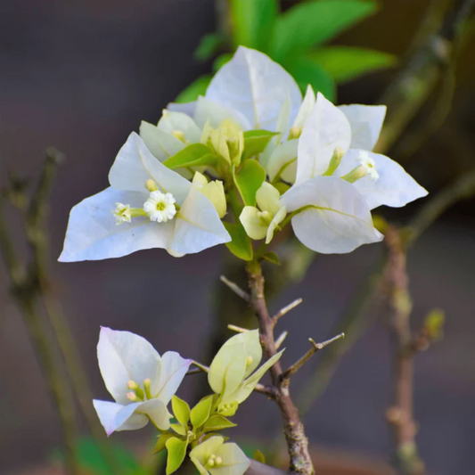 White Bougainvillea Flower Seeds
