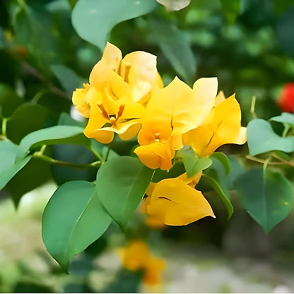 Yellow Bougainvillea Flower Seeds