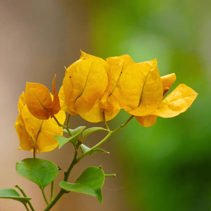 Yellow Bougainvillea Flower Seeds