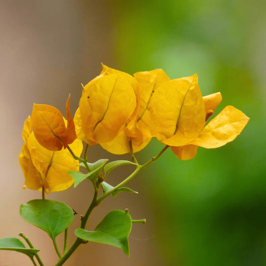 Yellow Bougainvillea Flower Seeds