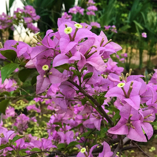 Climbing Bougainvillea Flower seeds for Planting - Low Maintenance, Heirloom & GMO Free Seeds for Home Garden