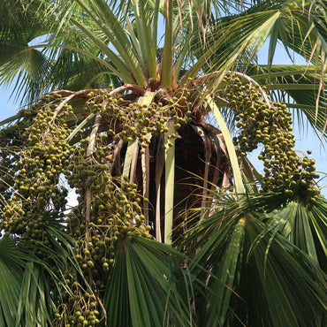 Semillas de fruta de Brahea Armata