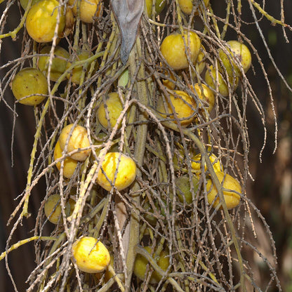 Semillas de fruta de Brahea Armata