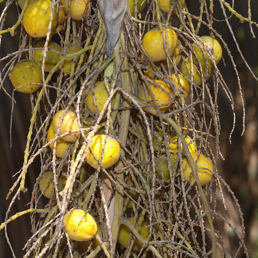 Semillas de fruta de Brahea Armata