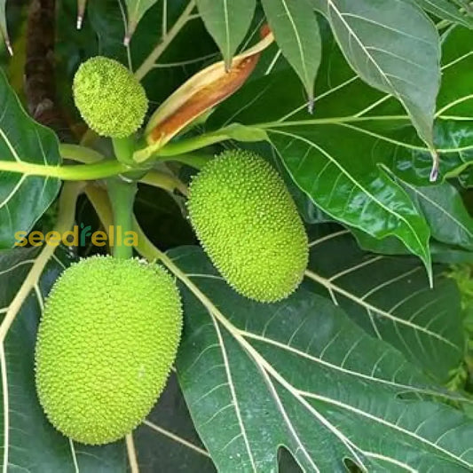 Bread Fruit Seeds: Perfect For Planting heirloom non-gmo organic garden seeds