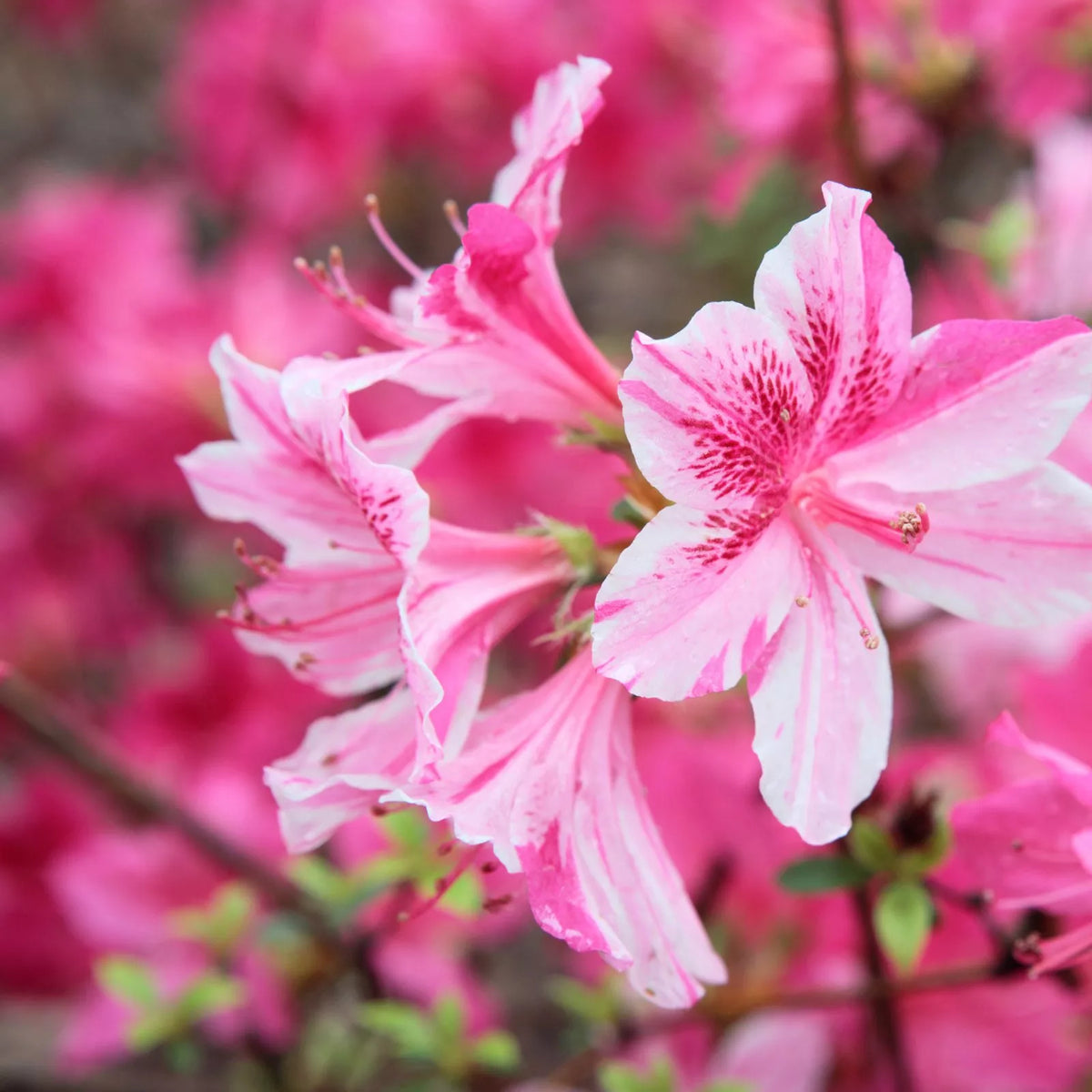 Azaleen-Blumensamen zum Pflanzen – Leicht zu Ziehen, Erbstück- und Gentechnikfreie Samen für den Hausgarten
