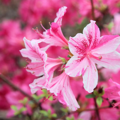 Azaleen-Blumensamen zum Pflanzen – Leicht zu Ziehen, Erbstück- und Gentechnikfreie Samen für den Hausgarten
