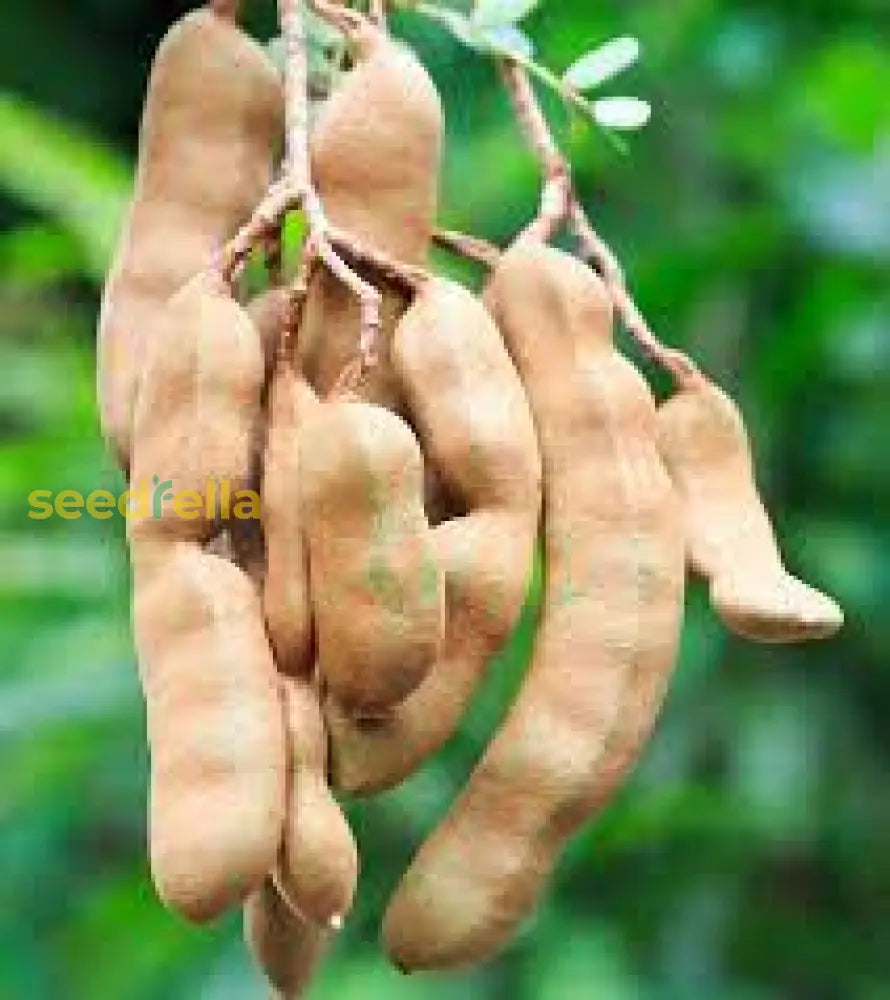 plant tamarind seeds Brown Tamarind Seeds For Planting Grow Your Own Tamarind Tree! Organic Garden Seeds – Pure Asia Seeds
