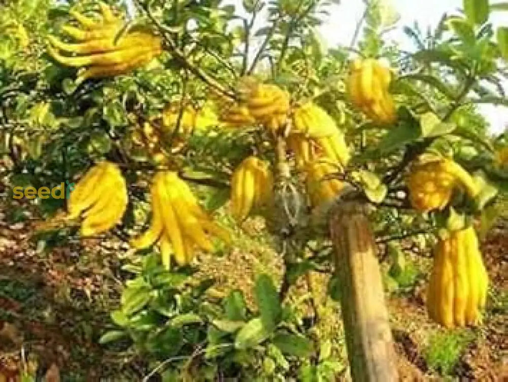 Buddha'S Hand Seeds For Planting Grow Your Own Exotic Plant heirloom non-gmo organic garden seeds