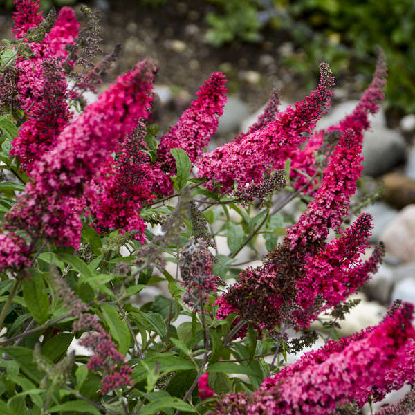 Pink Buddleia Butterfly Bush Flower seeds for Planting - Cottage Garden Essential, Heirloom & GMO Free Seeds for Home Garden