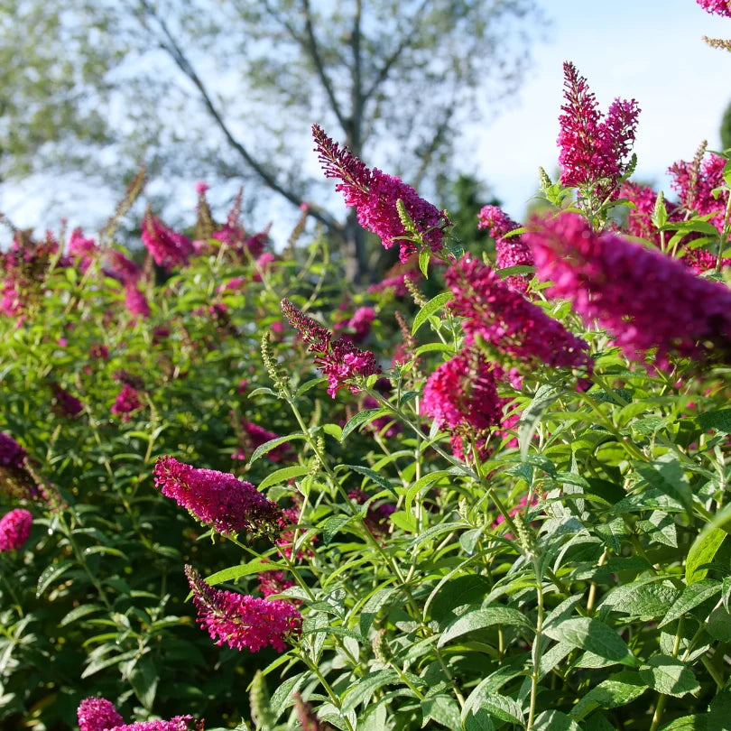 Pink Buddleia Butterfly Bush Flower seeds for Planting - Cottage Garden Essential, Heirloom & GMO Free Seeds for Home Garden