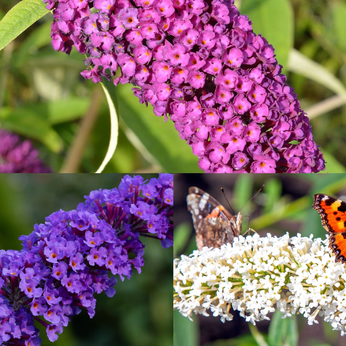 Mixed Colors Butterfly Bush Flower Seeds