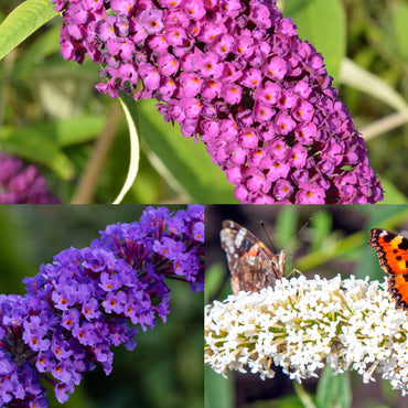 Mixed Colors Butterfly Bush Flower Seeds