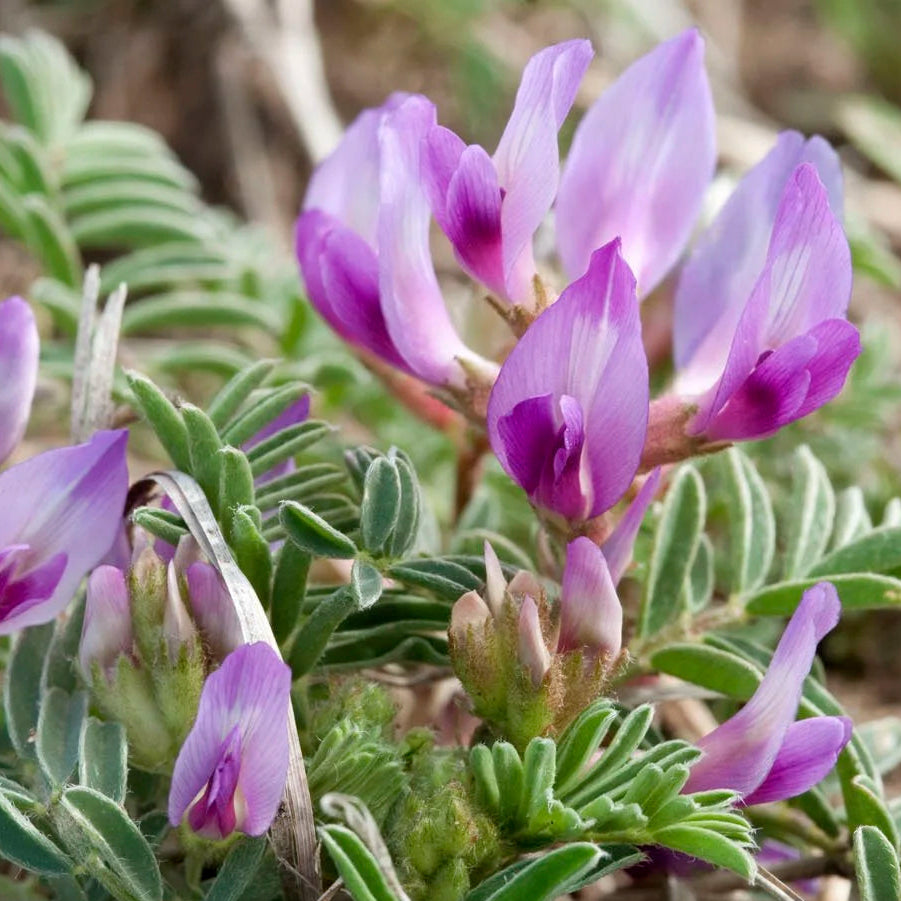 アストラガルス・クラシカルプスの花の種 植え付け用 明るい花咲き 家庭菜園向け 伝統種・遺伝子組み換えなしの種