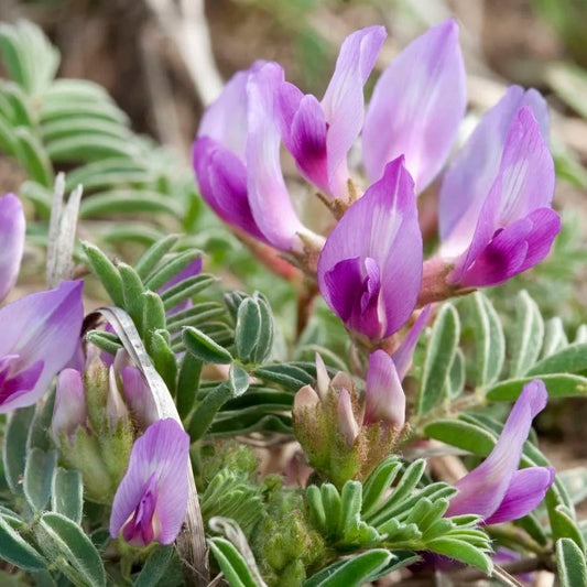 アストラガルス・クラシカルプスの花の種 植え付け用 明るい花咲き 家庭菜園向け 伝統種・遺伝子組み換えなしの種