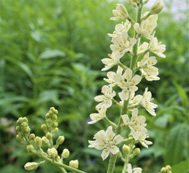 Virginia Bunchflower Seeds