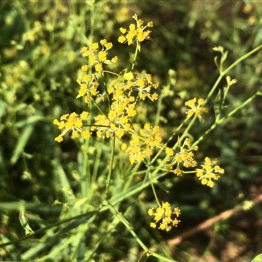 Bupleurum Falcatum Flowers Seeds