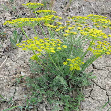 Bupleurum Falcatum Flowers Seeds