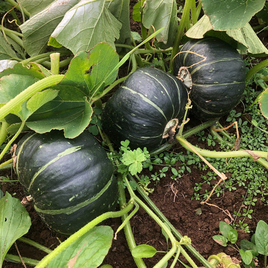 Buttercup Winter Squash Vegetable Seeds