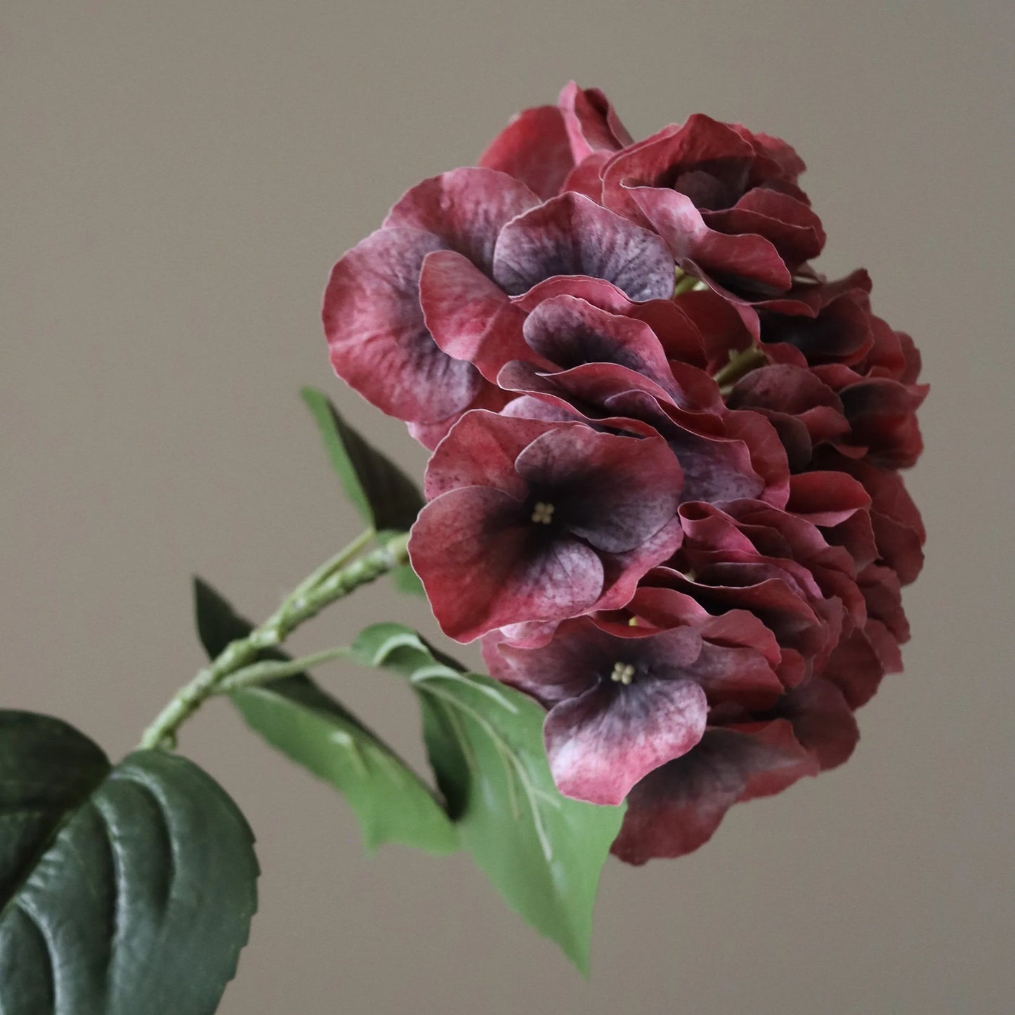 Burgundy Hydrangea Flowering Seeds for Planting and Gardening