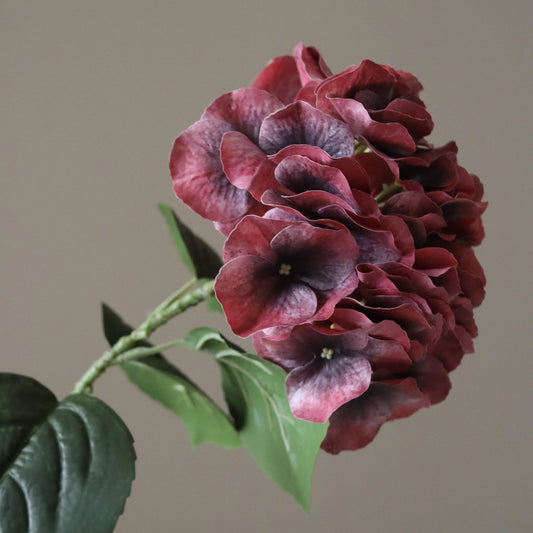 Burgundy Hydrangea Flowering Seeds for Planting and Gardening