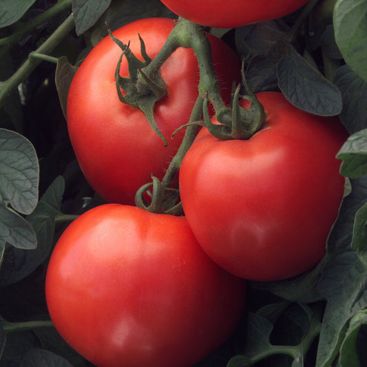 Bush Early Girl II Tomato Vegetable Seeds