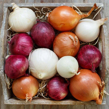 Variety Mix Onion Vegetable Seeds for Planting – Heirloom, Non-GMO, Easy to Grow