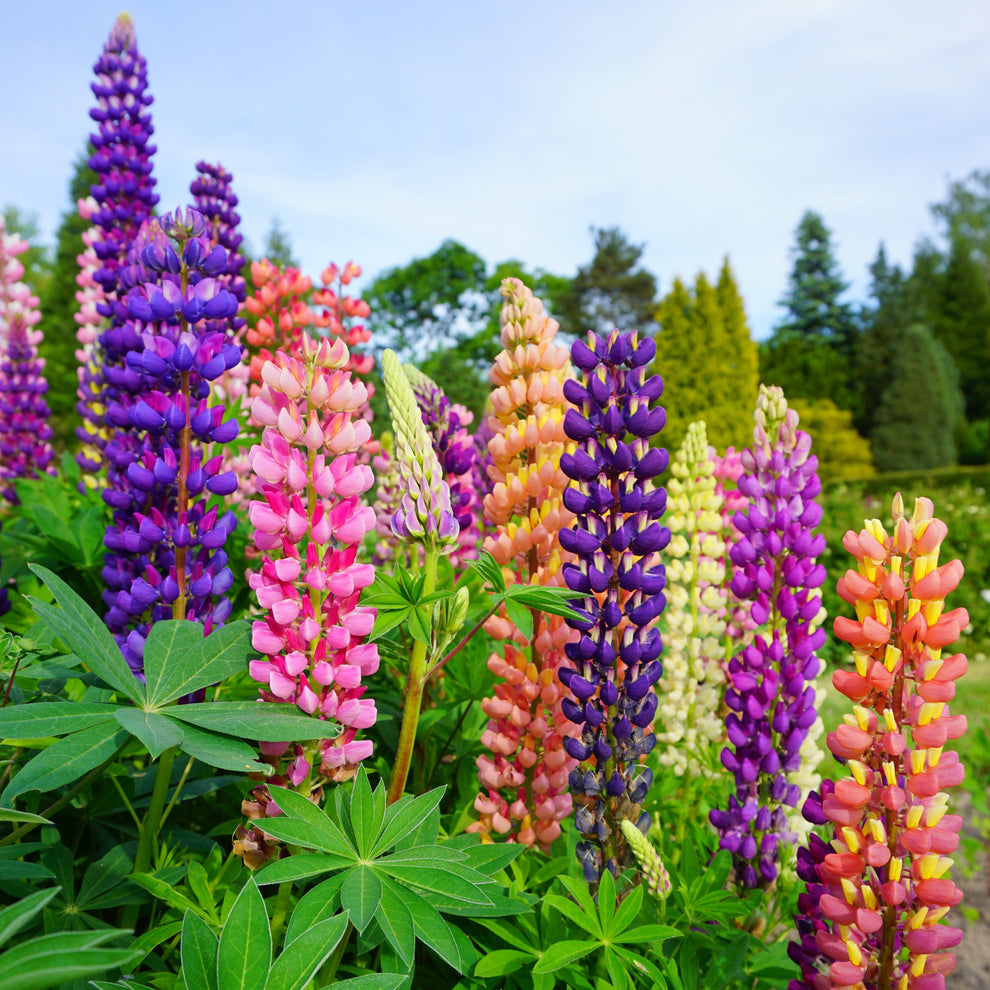 Mixed Tutti Frutti Lupine Flower seeds for Planting - Bright Blooms, Heirloom & GMO Free Seeds for Home Garden
 
 Sale for planting in home garden